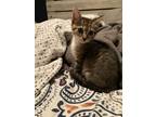 Adopt Gidget a Brown Tabby Domestic Shorthair (short coat) cat in Fort Pierce
