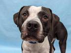 Adopt Wrigley a Black American Pit Bull Terrier / Mixed dog in Golden Valley