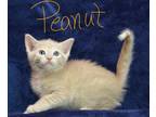 Adopt Peanut a Tan or Fawn Tabby Domestic Mediumhair (medium coat) cat in
