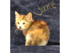 Adopt June a Calico or Dilute Calico Calico (medium coat) cat in Lebanon