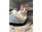 Adopt Bob Tail Saget a Manx / Mixed (short coat) cat in Bloomington