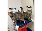 Adopt Molly a Domestic Shorthair / Mixed cat in Stouffville, ON (34691930)