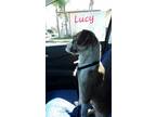 Adopt Lucy a Tricolor (Tan/Brown & Black & White) Jack Russell Terrier / Mixed