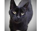 Adopt 37120 - Iggy a Oriental / Mixed cat in Ellicott City, MD (34691750)