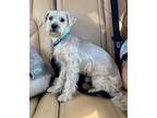 Adopt Mister a White - with Tan, Yellow or Fawn Standard Schnauzer / Mixed dog