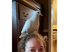 Adopt Squeak a White Pigeon bi