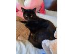 Adopt Romeo a Black (Mostly) American Shorthair / Mixed (short coat) cat in