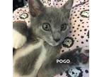 Adopt POGO* a Gray or Blue Domestic Shorthair / Mixed (short coat) cat in