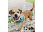 Adopt Melvin a Brindle Shepherd (Unknown Type) / Boxer / Mixed dog in