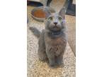 Adopt Remus a Domestic Mediumhair / Mixed (short coat) cat in Fremont