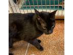 Adopt Pepper a Domestic Shorthair / Mixed (short coat) cat in Brownwood