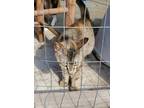 Adopt Moffett a Domestic Shorthair / Mixed (short coat) cat in El Dorado