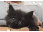 Adopt G. Wong a Domestic Mediumhair / Mixed (short coat) cat in El Dorado
