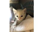 Adopt Sherbet a Domestic Shorthair / Mixed (short coat) cat in PAHRUMP