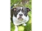 Adopt Rock a Black - with White American Pit Bull Terrier / Mixed dog in
