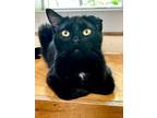 Adopt Blackie A Domestic Shorthair / Mixed (short Coat) Cat In Glenfield