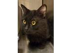 Adopt Lucas a Domestic Shorthair / Mixed (short coat) cat in Heber