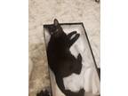 Adopt Jack a All Black Domestic Shorthair (medium coat) cat in Melbourne