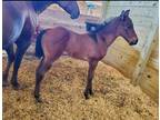Bay roan filly out of peptoboonsmal cowcuttingranch bred