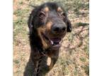 Adopt Mango a Black German Shepherd Dog / Mixed dog in Flagstaff, AZ (34690702)