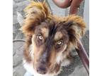 Adopt Mr. Bojangles a Brown/Chocolate Australian Shepherd / Mixed dog in