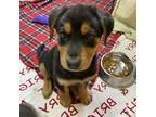 Adopt Wallace a Black Rottweiler / Mixed Breed (Small) / Mixed dog in Flagstaff