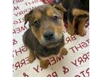 Adopt Grommet a Brown/Chocolate Rottweiler / Mixed Breed (Small) / Mixed dog in