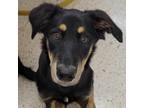 Adopt Karla a Black Saluki / Doberman Pinscher / Mixed dog in Long Beach