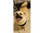 Adopt KYLIE a Tan/Yellow/Fawn Pug / Pomeranian / Mixed dog in La Verne