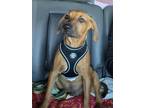 Adopt Hank The Tank A Brown/Chocolate - With Black Black Mouth Cur / Mixed Breed