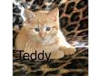 Adopt Teddy a Orange or Red Domestic Shorthair / Mixed cat in Wappingers