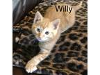 Adopt Willy a Orange or Red Domestic Shorthair / Mixed cat in Wappingers