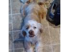 Adopt Lucy a White - with Tan, Yellow or Fawn Cocker Spaniel / Mixed dog in