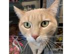 Adopt Zelda a Orange or Red Domestic Shorthair / Mixed cat in Rexburg