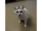 Adopt Micky a White Domestic Shorthair / Mixed cat in Rexburg, ID (34690079)