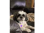 Adopt Taylor (Bonded with Tinker) a White Shih Tzu dog in Kelowna, BC (34690069)