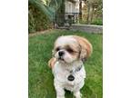 Adopt Tinker (Bonded with Taylor) a White Shih Tzu dog in Kelowna, BC (34690068)