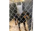 Adopt Rexy a Black and Tan Coonhound / Mixed dog in Mineral, VA (34690058)