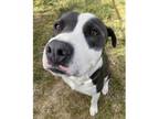Adopt Clifford - ECAS a Black Pit Bull Terrier / Mixed dog in Pleasanton