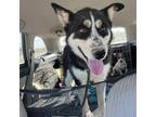Adopt Nova A Black Husky / Mixed Dog In Moab, UT (34686975)