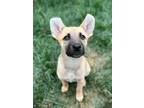 Adopt Puppy Muffin a Tricolor (Tan/Brown & Black & White) Shepherd (Unknown