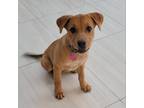 Adopt Lola a Brown/Chocolate Labrador Retriever / Mixed dog in Fort Lauderdale