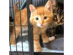 Adopt Chevelle a Orange or Red Domestic Shorthair / Mixed cat in Moose Jaw