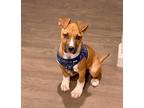 Adopt Manny a Boxer dog in Denver, CO (34689326)