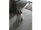 Adopt Miles a White - with Brown or Chocolate German Shorthaired Pointer / Mixed