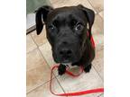 Adopt Vinnie (mcas) a Labrador Retriever / Mixed dog in Troutdale, OR (34689211)