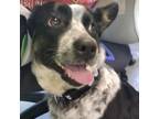 Adopt Daisy a Black Mixed Breed (Medium) / Mixed dog in Ponca City