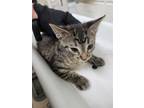 Adopt DUMBLEDORE a Brown Tabby Domestic Shorthair / Mixed (short coat) cat in