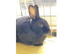 Adopt Ernie a Rex / Mixed rabbit in Burnaby, BC (34688881)