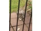 Adopt Gibbs a Gray, Blue or Silver Tabby American Shorthair (short coat) cat in